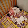 kitten, white_cat, stuffed_toys, crib, quilt, purple, yellow, plush, toy_doll, toy_giraffe, toy_bear, indoor, pet, animal, cute, small, feline, looking, sitting, bed