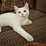 animal, cat, couch, cozy, cute, domestic_animal, ears, fur, furniture, home, indoor, looking, paw, pet, pillow, relaxed, resting, stretching, whiskers, white_cat