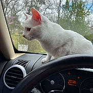 Snow Bella is registered to the contest to win money with this photo: air_vent, animal, car_interior, cat, closeup, curious, dashboard, daylight, feline, looking_out, nature, outdoor, parked_car, pet, side_profile, steering_wheel, trees, vehicle, white_cat, window