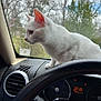 air_vent, animal, car_interior, cat, closeup, curious, dashboard, daylight, feline, looking_out, nature, outdoor, parked_car, pet, side_profile, steering_wheel, trees, vehicle, white_cat, window