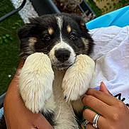 Calie a rejoint le concours — aidez-le/la à gagner de superbes lots ! accessories, animal, baby, bodypart, canine, collie, dog, eskimodog, finger, hand, hound, husky, jewelry, person, pet, puppy, ring, strap, wrist, wristwatch