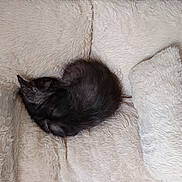 Nova participe au concours pour gagner de l'argent avec cette photo : kitten, cat, sleeping, curled_up, black_fur, fluffy_blanket, soft_texture, cozy, resting, pet, animal, indoor, nap, cute, small, fur, comfort, warm, relaxation, sleep