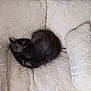 kitten, cat, sleeping, curled_up, black_fur, fluffy_blanket, soft_texture, cozy, resting, pet, animal, indoor, nap, cute, small, fur, comfort, warm, relaxation, sleep