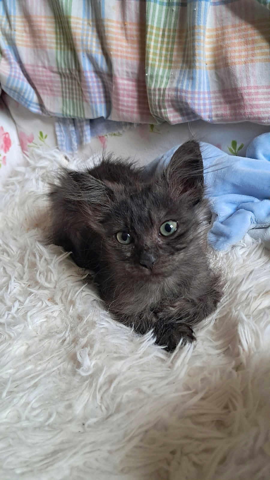 Nova a rejoint le concours — aidez-le/la à gagner de superbes lots ! kitten, cat, furry, gray, green_eyes, pet, cute, cozy, blanket, soft, indoor, resting, fur, animal, young, comfort, bed, domestic, relaxing, closeup