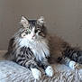 cat, fluffy, feline, pet, indoor, resting, soft_surface, fur, green_eyes, animal, cute, whiskers, paws, relaxed, mammal, tabby, long_hair, domestic_cat, cozy, calm