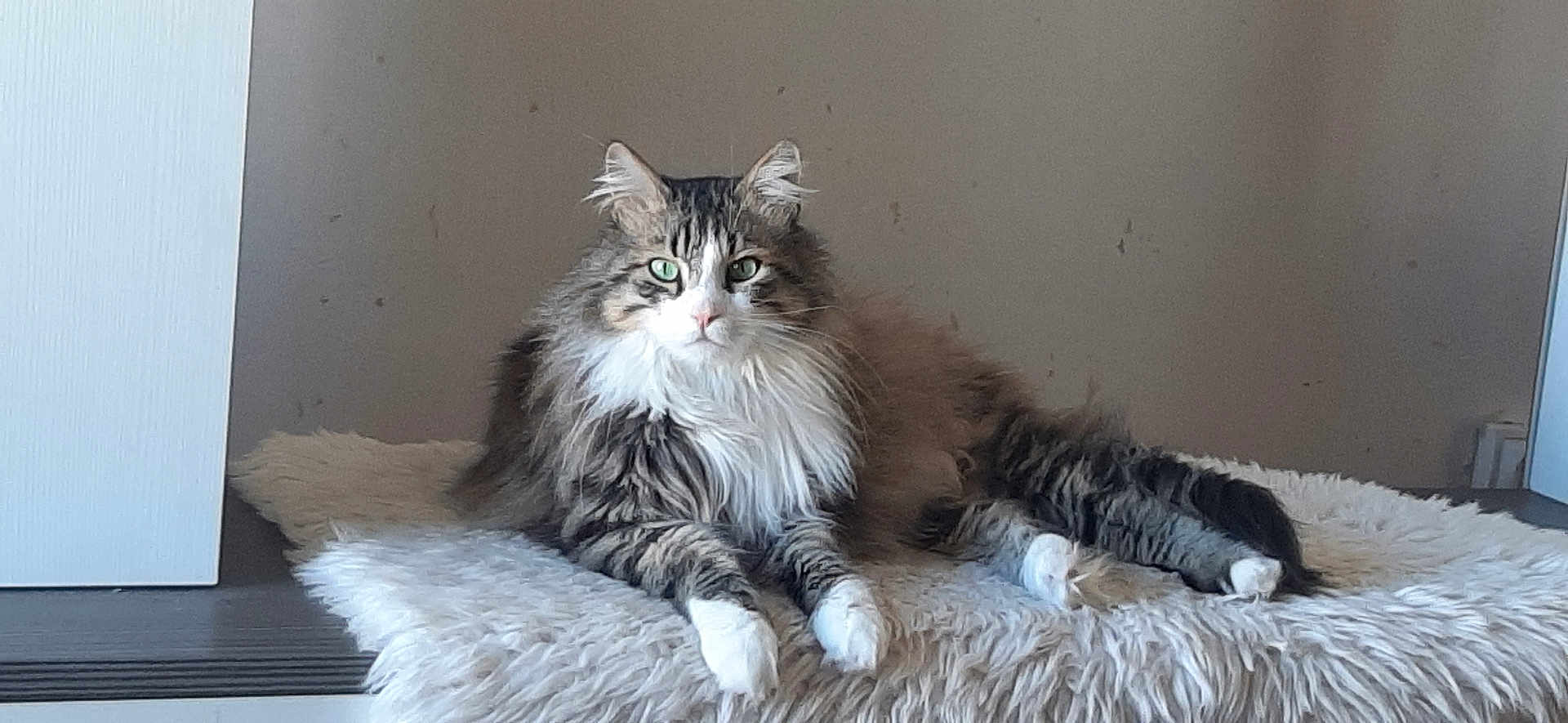 Gribouille a rejoint le concours — aidez-le/la à gagner de superbes lots ! cat, fluffy, feline, pet, indoor, resting, soft_surface, fur, green_eyes, animal, cute, whiskers, paws, relaxed, mammal, tabby, long_hair, domestic_cat, cozy, calm
