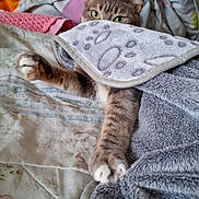 Zola participe au concours pour gagner de l'argent avec cette photo : animal, bedspread, blanket, cat, comfort, cozy, cute, feline, fur, home, indoor, paw_print, paws, pet, relaxed, resting, sleepy, soft, stretching, tabby