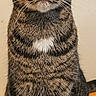 Tiger Snickerdoodle joined the competition — help win amazing prizes! alert, animal, cat, close_up, curious, cute, domestic_cat, ears, feline, fur, green_eyes, indoor, looking_up, pet, portrait, sitting, striped, tabby, whiskers, white_patch