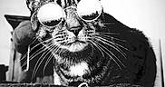 Tiger Snickerdoodle is registered to the contest to win money with this photo: animal, black_and_white, cat, cat_tree, closeup, cute, digital_overlay, feline, indoor, modern, perched, pet, playful, portrait, reflective, resting, social_media, striped, sunglasses, whiskers