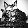 animal, black_and_white, cat, cat_tree, closeup, cute, digital_overlay, feline, indoor, modern, perched, pet, playful, portrait, reflective, resting, social_media, striped, sunglasses, whiskers