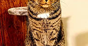 Tiger Snickerdoodle joined the competition — help win amazing prizes! cat, tabby_cat, feline, pet, animal, indoor, cat_tree, plush, fur, striped, green_eyes, sitting, wooden_door, neutral_wall, close_up, portrait, whiskers, ears, tail, calm