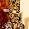 cat, tabby_cat, feline, pet, animal, indoor, cat_tree, plush, fur, striped, green_eyes, sitting, wooden_door, neutral_wall, close_up, portrait, whiskers, ears, tail, calm