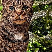 Tiger Snickerdoodle is registered to the contest to win money with this photo: animal, background, cat, christmas_tree, close_up, decorations, ears, eyes, feline, festive, fur, green, holiday, indoor, lights, pet, portrait, tabby_cat, tinsel, whiskers