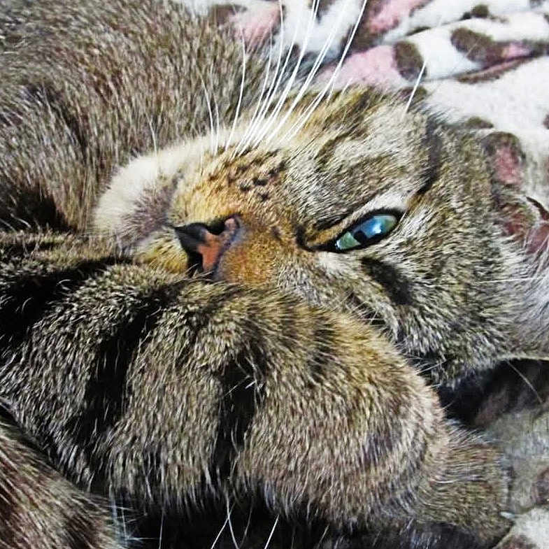 Tiger Snickerdoodle