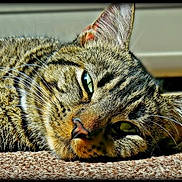 Tiger Snickerdoodle is registered to the contest to win money with this photo: cat, tabby, lying_down, close_up, fur, whiskers, carpet, sunlight, relaxed, sleepy, domestic, pet, animal, striped, face, ears, resting, indoor, cozy, texture