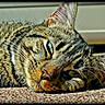 cat, tabby, lying_down, close_up, fur, whiskers, carpet, sunlight, relaxed, sleepy, domestic, pet, animal, striped, face, ears, resting, indoor, cozy, texture