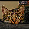 Tiger Snickerdoodle is registered to the contest to win money with this photo: cat, tabby_cat, green_eyes, close_up, lying_down, resting, whiskers, ears, feline, pet, indoor, cozy, soft_light, blurred_background, animal, fur, portrait, relaxed, focus, face