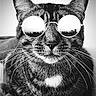 Tiger Snickerdoodle is registered to the contest to win money with this photo: animal, black_and_white, cat, cityscape, close_up, cool, cute, ears, eyewear, fashion, feline, fur, monochrome, muzzle, pet, portrait, reflection, sunglasses, urban, whiskers