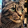 Tiger Snickerdoodle is registered to the contest to win money with this photo: cat, tabby, close_up, green_eyes, fur, whiskers, portrait, animal, pet, indoor, mammal, face, cute, feline, looking_away, focused, detail, domestic_cat, nature, soft_background