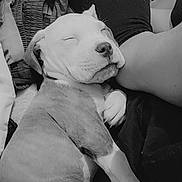 Chubbz joined the competition — help win amazing prizes! animal, black_and_white, blanket, calm, closeup, comfort, cozy, cute, dog, fur, human_leg, indoor, napping, pet, puppy, relaxation, resting, sleeping, snuggling, young_dog