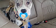 Izzy is registered to the contest to win money with this photo: animal, backseat, canine, car_interior, curious, dog, domestic_animal, ears, harness, inside, leather_seat, muzzle, pacifier, pet, seatbelt, spotted_dog, transportation, vehicle, window, young_dog
