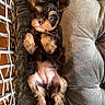 puppy, dog, pet, cute, fluffy, lying_down, cushion, indoor, small_dog, brown, black, fur, paws, ears, face, animal, resting, cozy, closeup, adorable