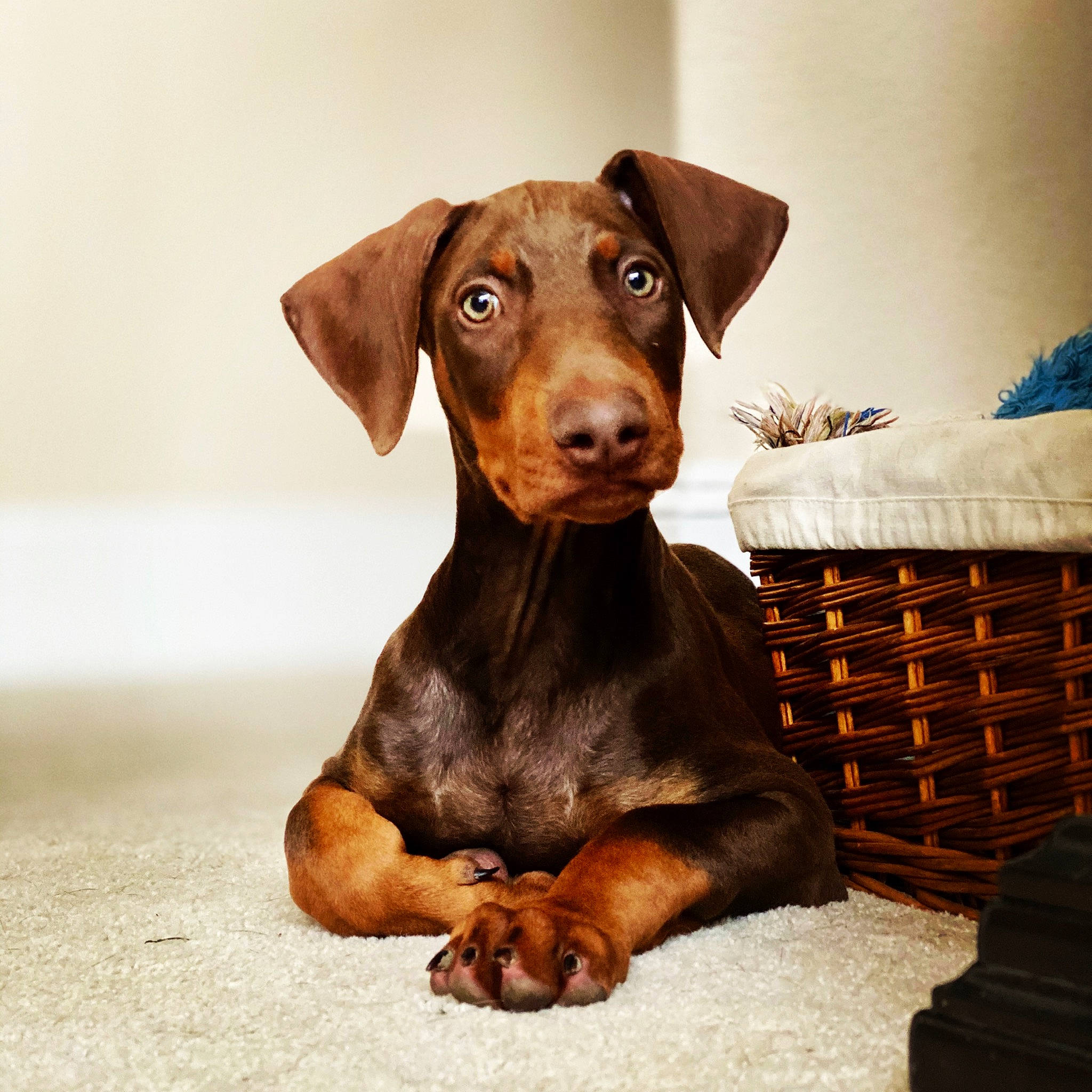 Hans is registered to the contest to win money with this photo: canidae, carnivore, companion_dog, dachshund, dobermann, dog, dog_breed, ear, fawn, german_pinscher, guard_dog, hunting_dog, liver, mammal, pinscher, puppy, snout, vertebrate, working_dog