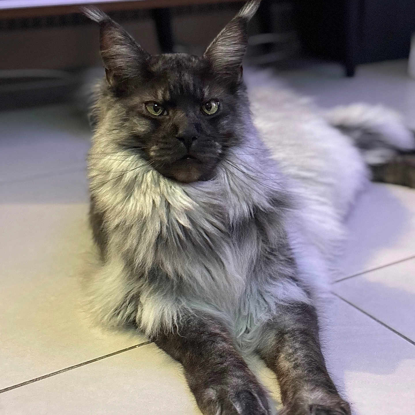 Willow participe au concours pour gagner de l'argent avec cette photo : abyssinian, accessories, angora, animal, brasssection, cat, electronics, furniture, hardware, hardwood, horn, indoors, kitten, manx, musicalinstrument, pet, plywood, siamese, strap, wood