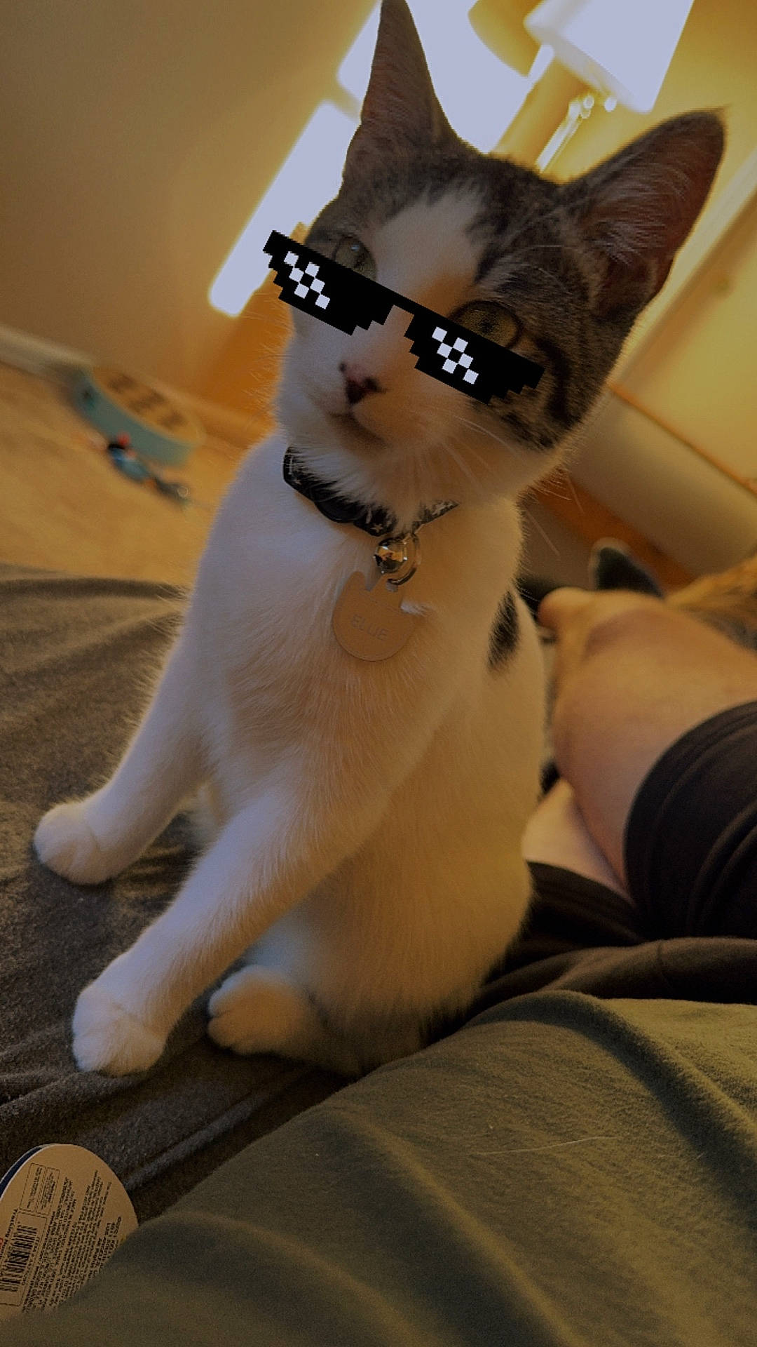 Ellie joined the competition — help win amazing prizes! abyssinian, accessories, animal, bodypart, canine, cat, collar, couch, dog, finger, furniture, hand, hardwood, kitten, manx, person, pet, siamese, strap, wood