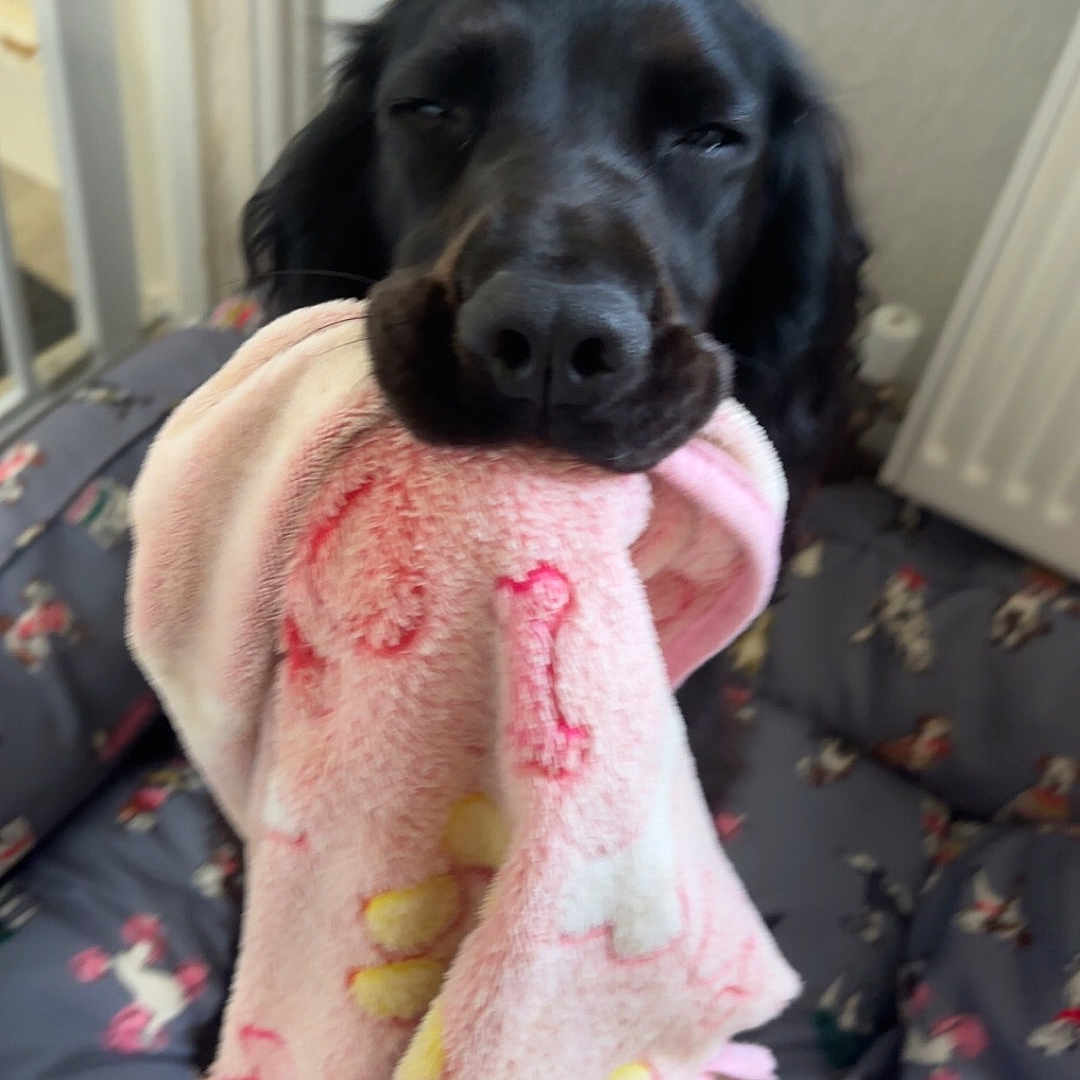 Raven is registered to the contest to win money with this photo: animal, blanket, canine, cockerspaniel, couch, cushion, dog, furniture, homedecor, hound, indoors, labradorretriever, laundry, linen, person, pet, puppy, quilt, sleeping, towel