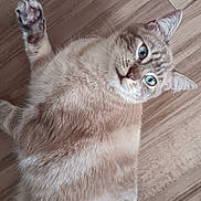Oscar a rejoint le concours — aidez-le/la à gagner de superbes lots ! cat, kitten, blue_eyes, fur, whiskers, paws, paw_pads, striped, cream_colored, lying_down, playful, curious, cute, portrait, closeup, indoors, wooden_floor, pet, animal, upside_down