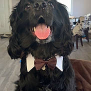 Denver joined the competition — help win amazing prizes! dog, black_dog, bow_tie, pet, indoor, tongue_out, happy, furry, collar, sitting, canine, animal, cute, domestic_animal, friendly, house, floor, furniture, mammal, portrait