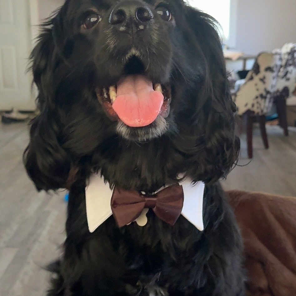 Denver joined the competition — help win amazing prizes! dog, black_dog, bow_tie, pet, indoor, tongue_out, happy, furry, collar, sitting, canine, animal, cute, domestic_animal, friendly, house, floor, furniture, mammal, portrait