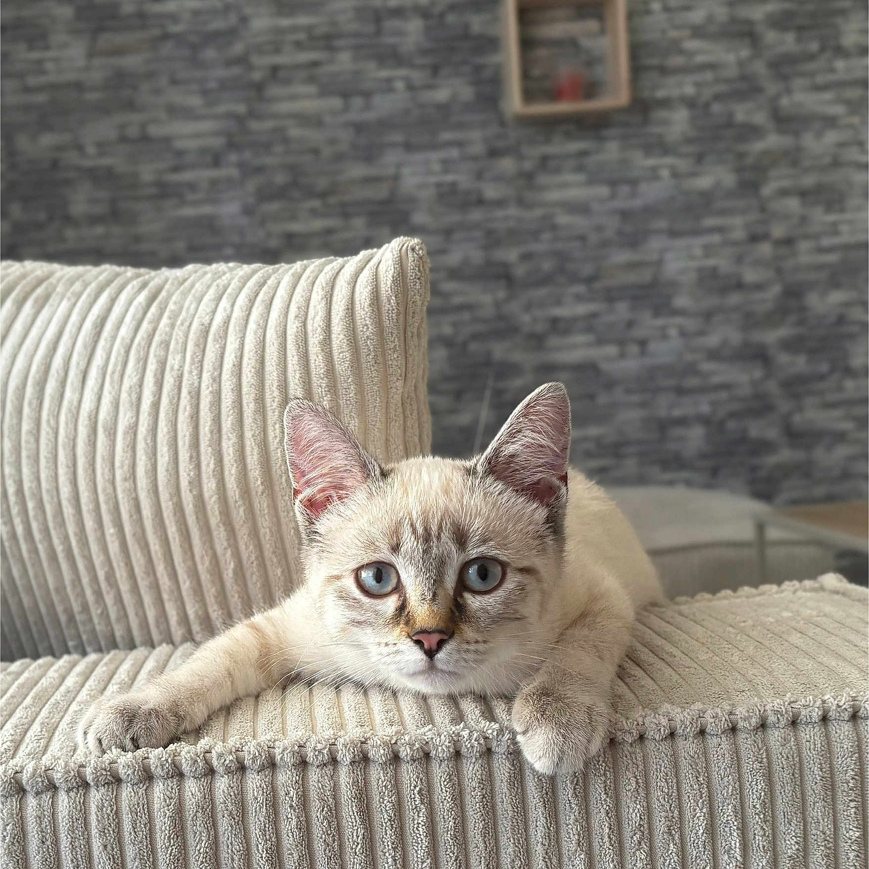 Neige participe au concours pour gagner de l'argent avec cette photo : animal, beige, blue_eyes, cat, closeup, couch, cozy, ears, feline, fur, furniture, home, indoor, nose, pet, portrait, relaxed, resting, texture, whiskers