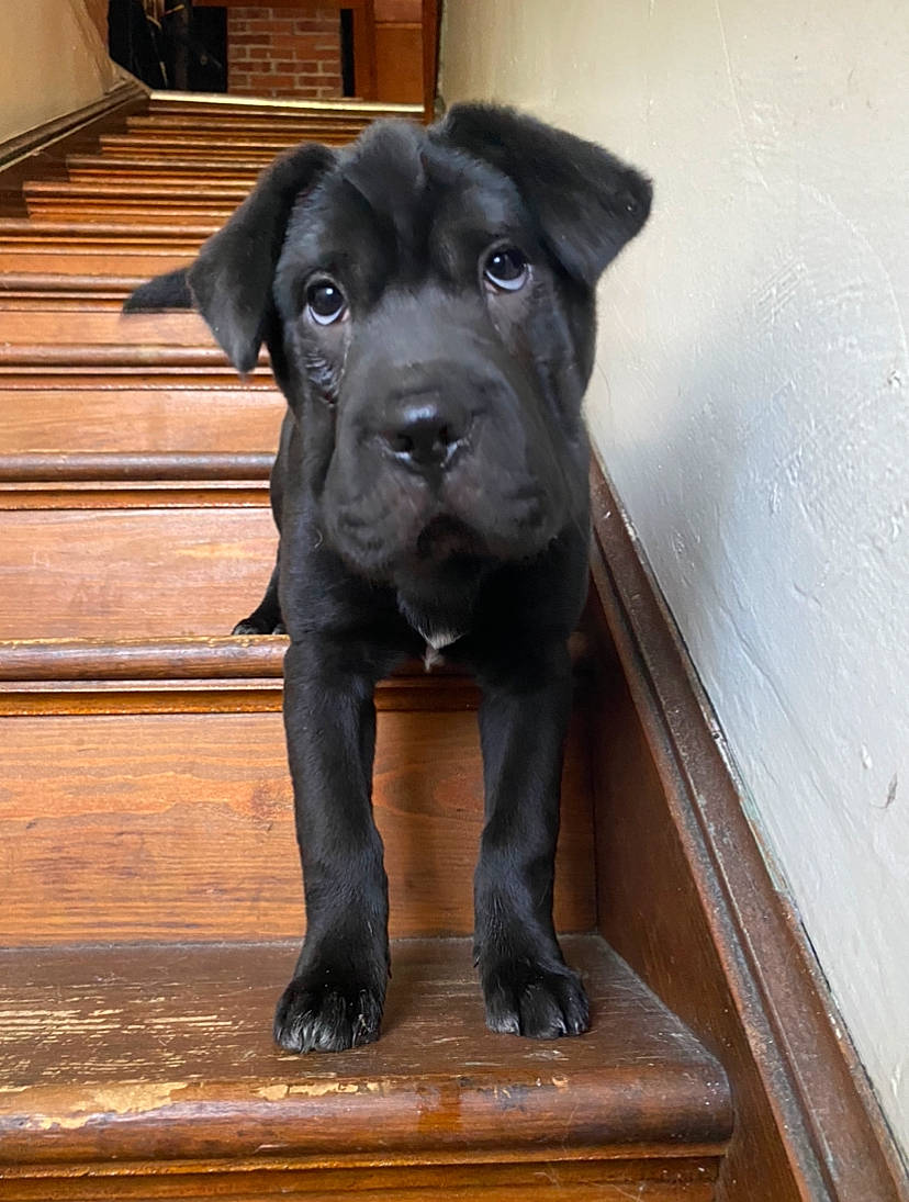 Medusa joined the competition — help win amazing prizes! borador, canidae, carnivore, companion_dog, dog, dog_breed, fawn, fur, guard_dog, gun_dog, hardwood, liver, mammal, pet_supply, snout, sporting_group, terrestrial_animal, vertebrate, wood, working_animal