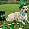 Pepper is registered to the contest to win money with this photo: dog, puppy, green_grass, st_patricks_day, leprechaun_hat, bow_tie, collar, shamrocks, gold_coins, outdoor, cute, animal, pet, festive, celebration, black_dog, tan_dog, lying_down, grass, holiday