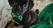 Pepper is registered to the contest to win money with this photo: puppy, dog, black_dog, bow_tie, shamrock, green, blanket, cute, pet, indoor, decorations, holiday, st_patricks_day, small_dog, fur, animal, adorable, looking_up, cozy, companion