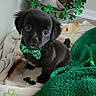 puppy, dog, black_dog, bow_tie, shamrock, green, blanket, cute, pet, indoor, decorations, holiday, st_patricks_day, small_dog, fur, animal, adorable, looking_up, cozy, companion