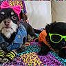 Pepper is registered to the contest to win money with this photo: puppy, dog, pet, costume, clothing, accessories, pink_bow, sunglasses, denim_jacket, hoodie, chain, colorful_blanket, leopard_print, couch, indoor, cute, playful, portrait, two_puppies, animal