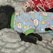 Pepper joined the competition — help win amazing prizes! puppy, dog, sleeping, pajamas, blue_clothing, bunny_print, easter_eggs, blanket, gray_blanket, plush_toy, cozy, indoors, black_dog, cute, pet, resting, soft_texture, fabric, animal, comfort