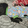 puppy, dog, sleeping, pajamas, blue_clothing, bunny_print, easter_eggs, blanket, gray_blanket, plush_toy, cozy, indoors, black_dog, cute, pet, resting, soft_texture, fabric, animal, comfort