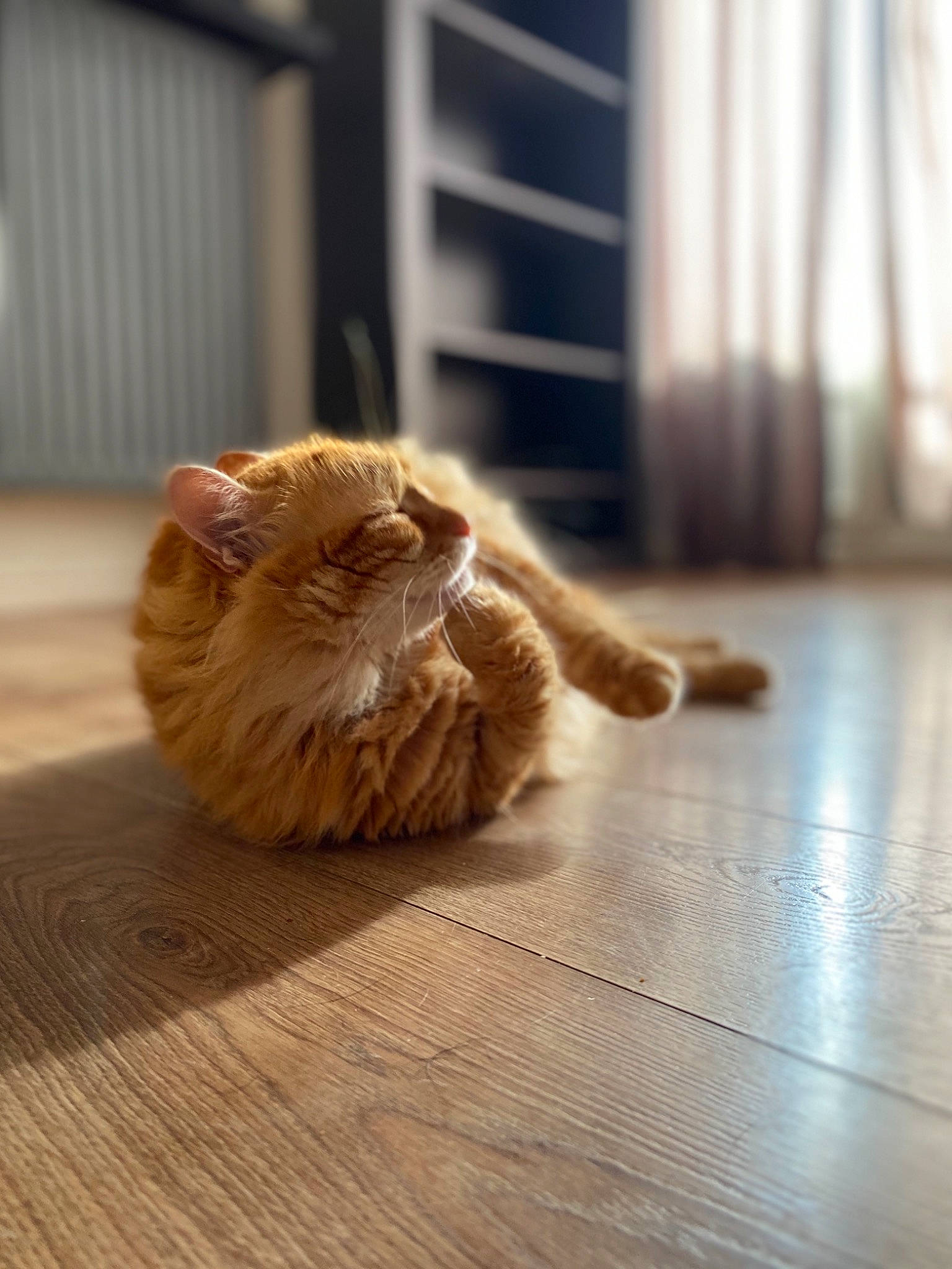 Garfield participe au concours pour gagner de l'argent avec cette photo : canidae, carnivore, cat, comfort, companion_dog, dog_breed, fawn, felidae, floor, flooring, foot, hardwood, human_leg, paw, small_to_medium_sized_cats, snout, sporting_group, tail, whiskers, wood