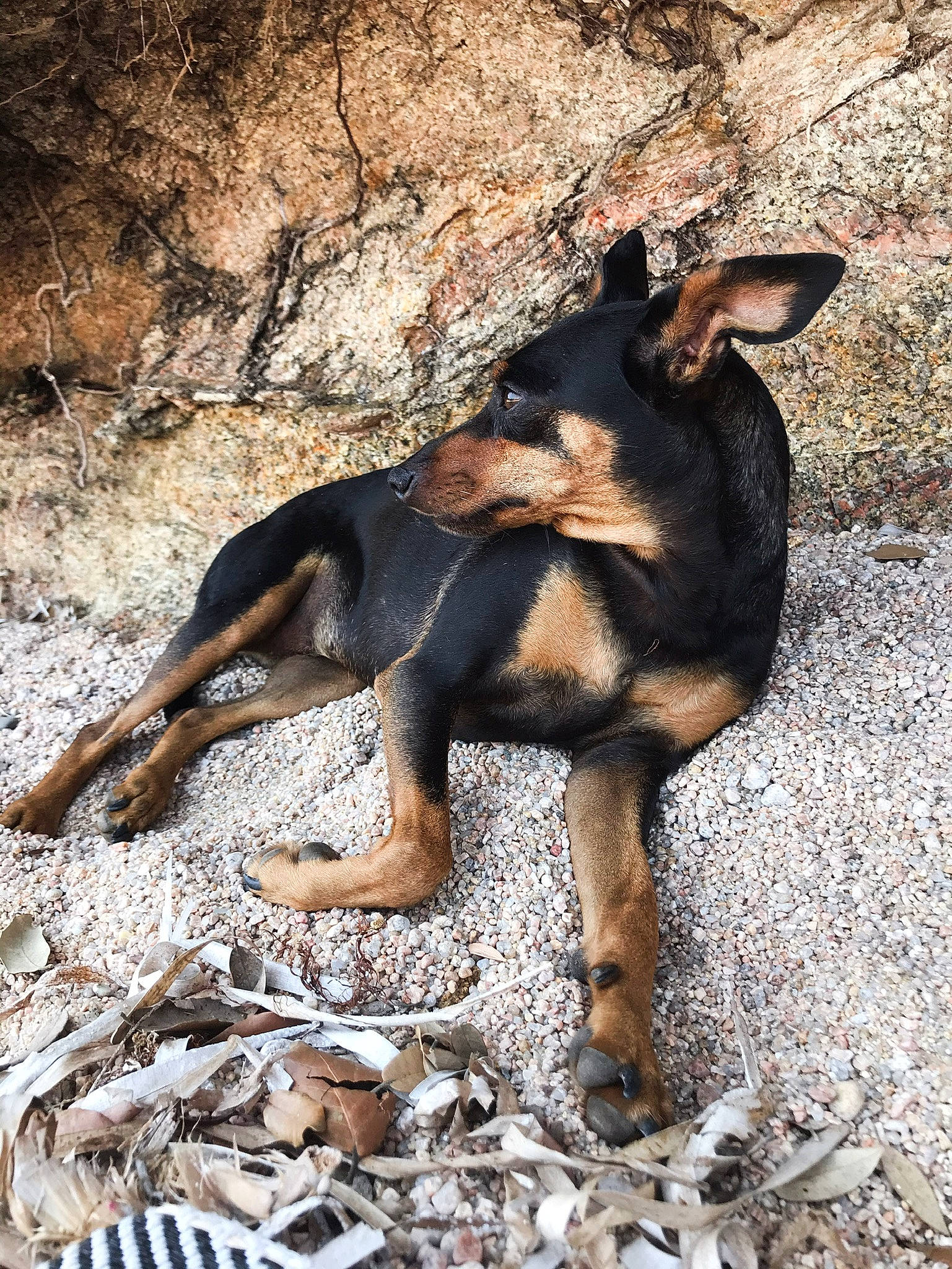 Luna participe au concours pour gagner de l'argent avec cette photo : bedrock, canidae, carnivore, dog, dog_breed, fawn, human_leg, livestock, mammal, organism, paw, rock, shadow, snout, soil, sporting_group, terrestrial_animal, wilderness, wood, working_animal