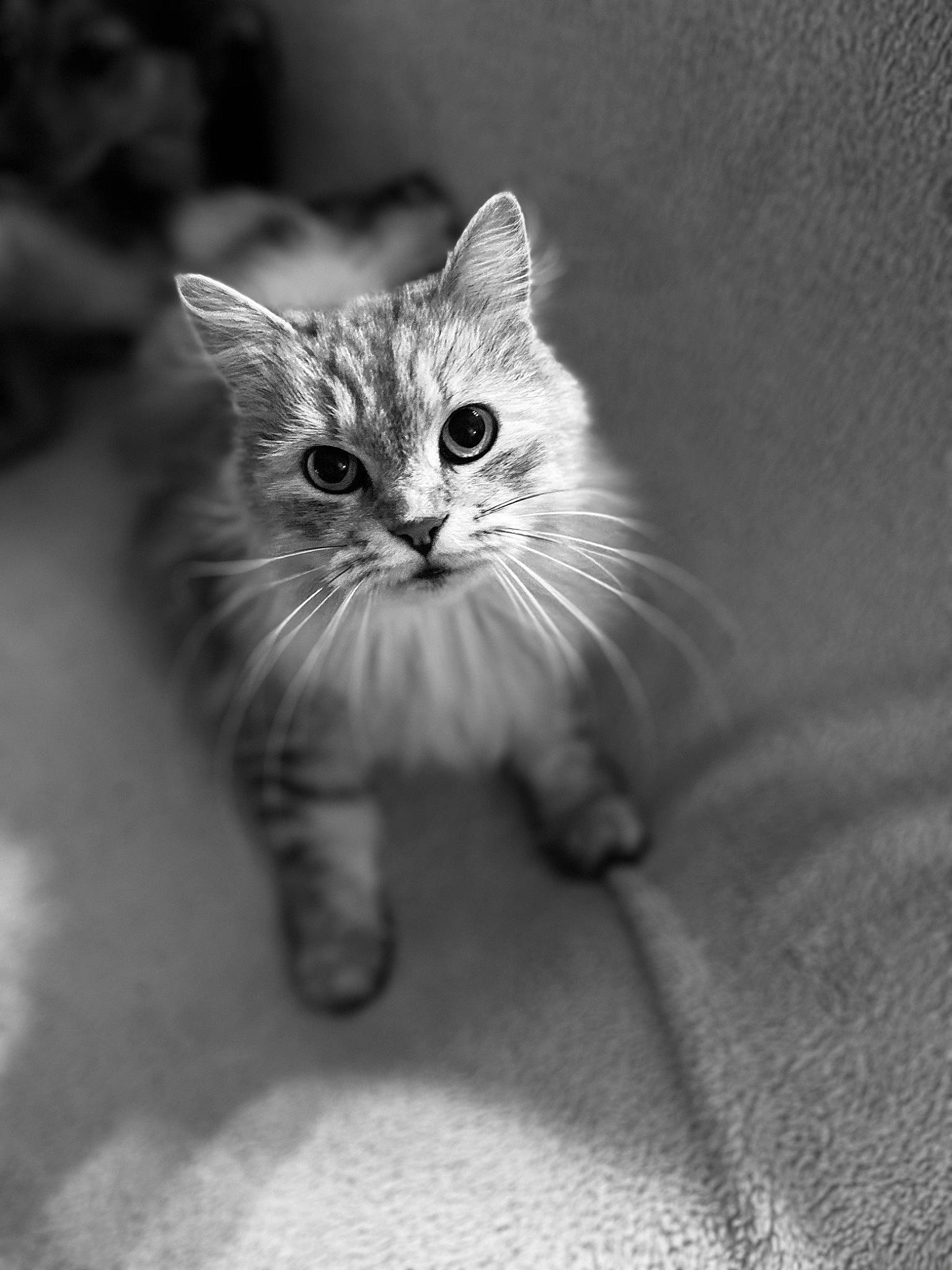 Gribouille participe au concours pour gagner de l'argent avec cette photo : black_and_white, carnivore, cat, claw, domestic_short_haired_cat, eye, felidae, fur, gesture, grey, human_body, human_leg, iris, monochrome, monochrome_photography, paw, small_to_medium_sized_cats, snout, tail, whiskers