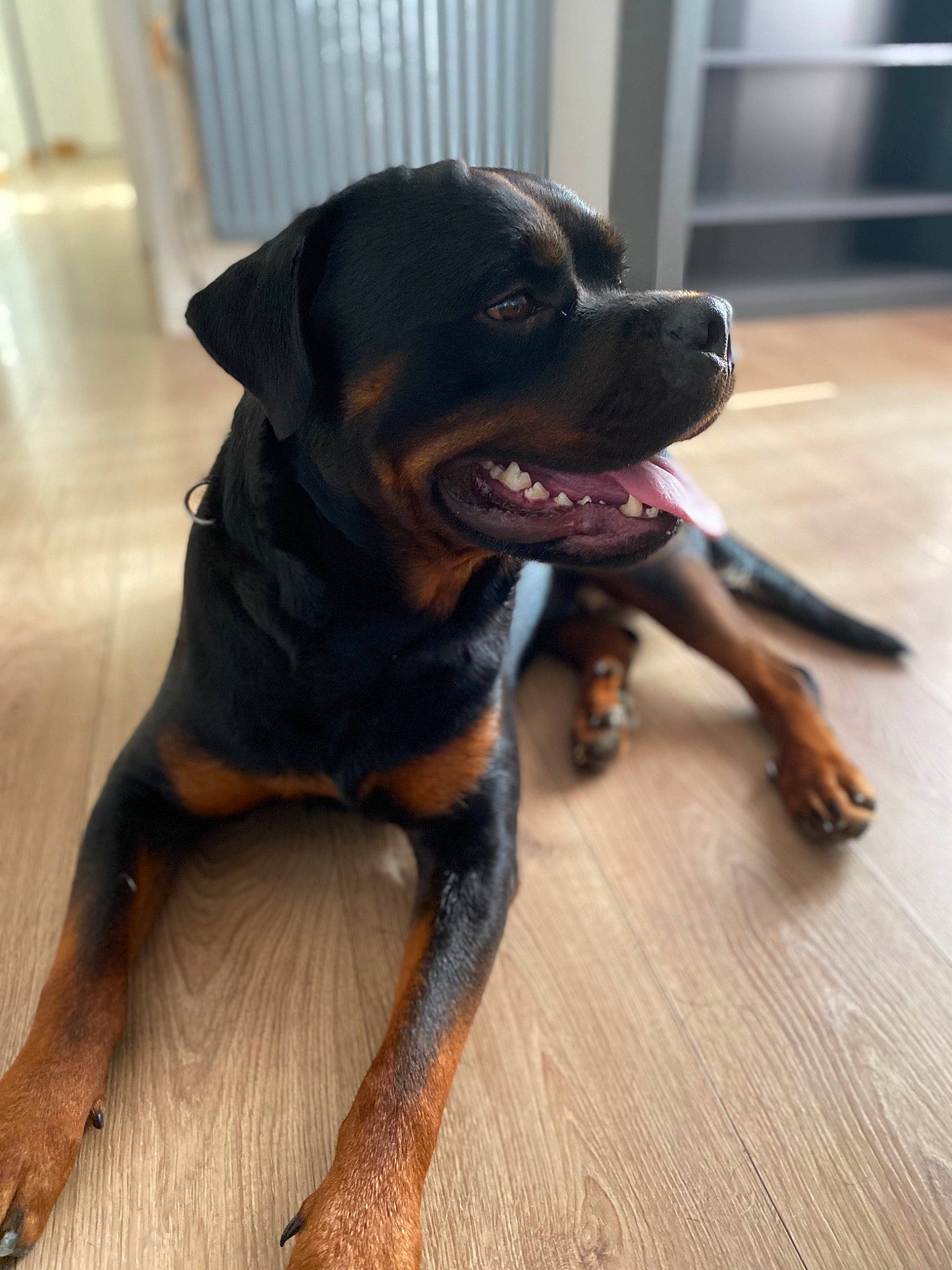 Omalley a rejoint le concours — aidez-le/la à gagner de superbes lots ! canidae, carnivore, companion_dog, dog, dog_breed, fawn, flooring, fur, guard_dog, hardwood, liver, paw, rottweiler, snout, sporting_group, tail, terrestrial_animal, wood, working_animal, working_dog