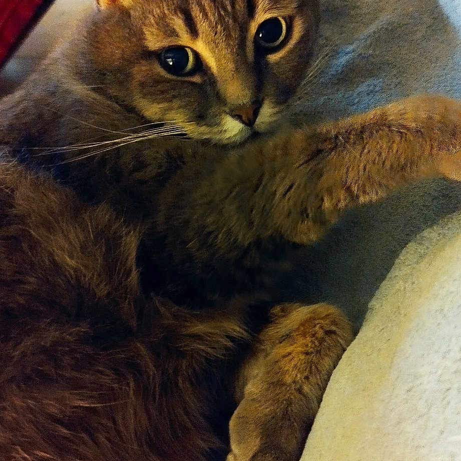 Cleo