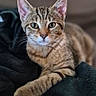 Noisette participe au concours pour gagner de l'argent avec cette photo : cat, kitten, tabby, feline, pet, animal, cute, lying_down, blanket, cozy, indoor, portrait, whiskers, ears, fur, relaxed, curious, young, domestic_cat, soft_light