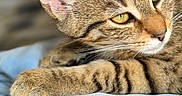 Noisette a rejoint le concours — aidez-le/la à gagner de superbes lots ! cat, tabby, animal, pet, feline, resting, indoor, closeup, fur, ears, eyes, whiskers, paws, blanket, fabric, soft, comfortable, relaxed, portrait, domestic