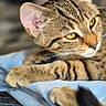 cat, tabby, animal, pet, feline, resting, indoor, closeup, fur, ears, eyes, whiskers, paws, blanket, fabric, soft, comfortable, relaxed, portrait, domestic