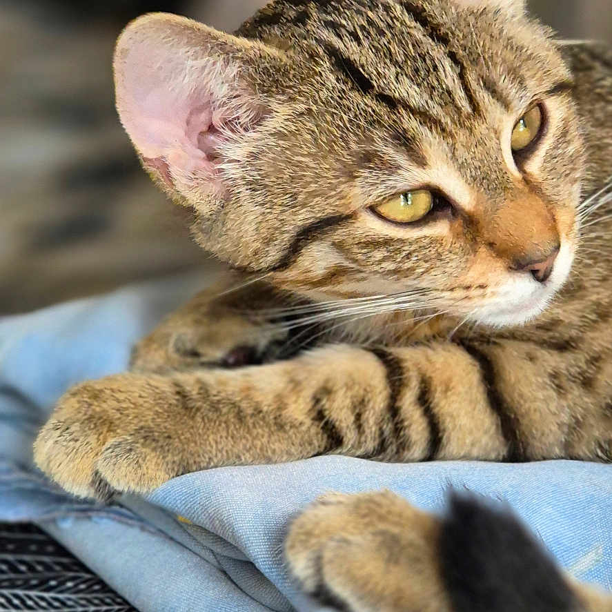 Noisette a rejoint le concours — aidez-le/la à gagner de superbes lots ! cat, tabby, animal, pet, feline, resting, indoor, closeup, fur, ears, eyes, whiskers, paws, blanket, fabric, soft, comfortable, relaxed, portrait, domestic
